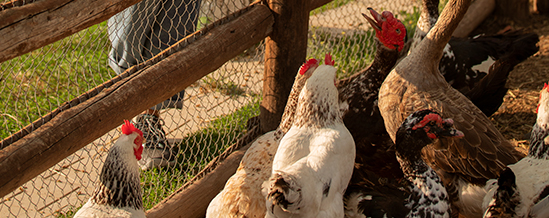 Influenza-Aviaria-cuidados-ampliados-no-campo-e-na-cidade Influenza Aviária: cuidados ampliados no campo e na cidade