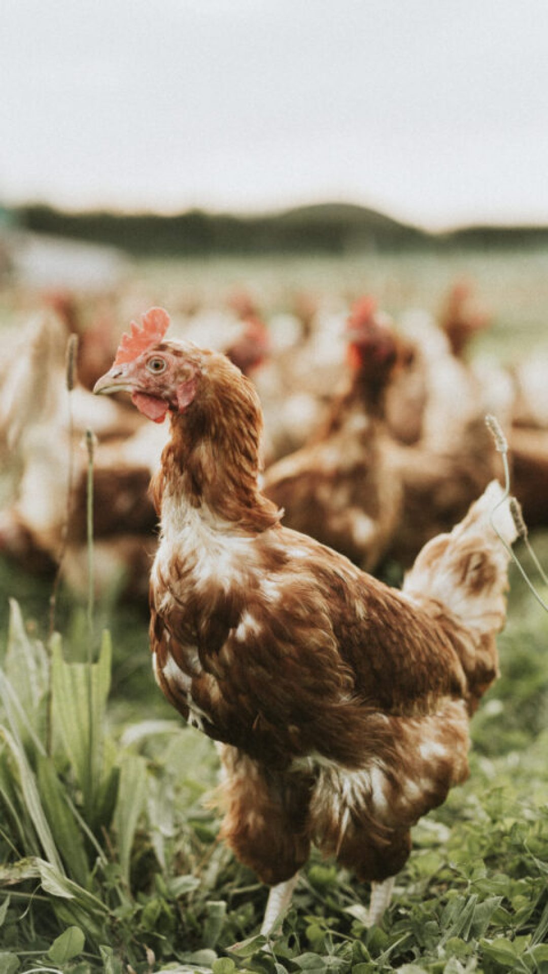 Influenza aviária pode ser transmitida para mamíferos?