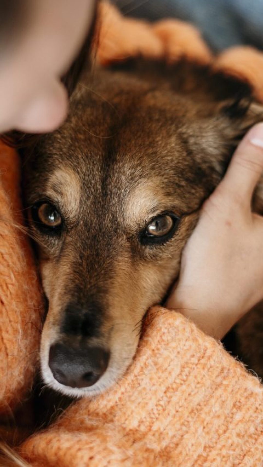 Abril Laranja: Mês de combate aos maus-tratos a animais
