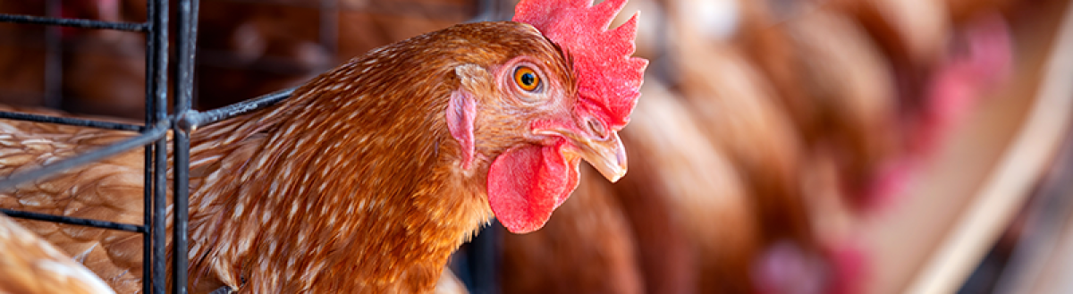 A interiorização da influenza aviária