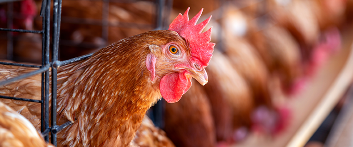 A interiorização da influenza aviária