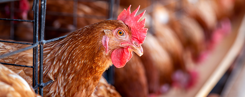 Uma galinha em close, em uma granja, com outras ao fundo.