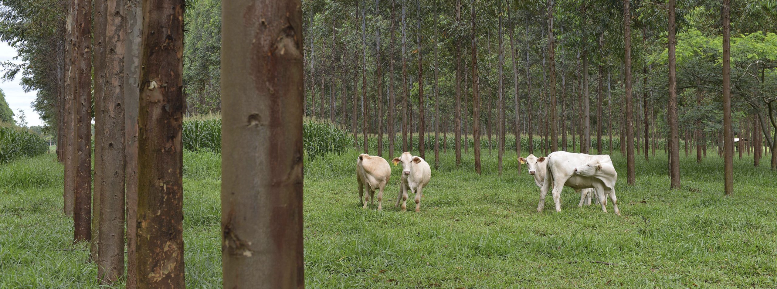 Sistema integrado de lavoura-pecuária-floresta, gado em um pasto com vegetação nativa e ao fundo o curral e mais vegetação.
