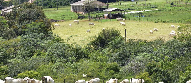 Sistema integrado de lavoura-pecuária-floresta, gado em um pasto com vegetação nativa e ao fundo o curral e mais vegetação.