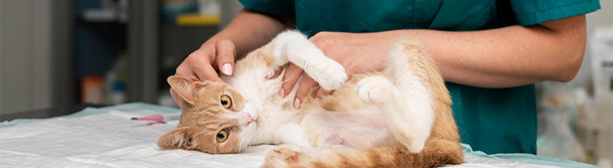 Clínica de felinos: queixas, manejo e questões comportamentais