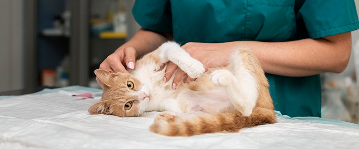 Clínica de felinos: queixas, manejo e questões comportamentais