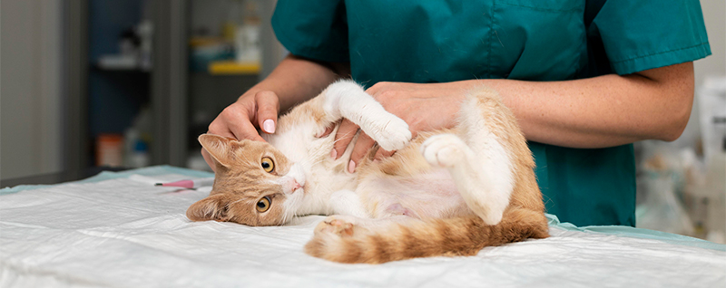 A imagem mostra um gato laranja deitado em uma maca sendo atendido por um médico-veterinário usando uniforme verde.