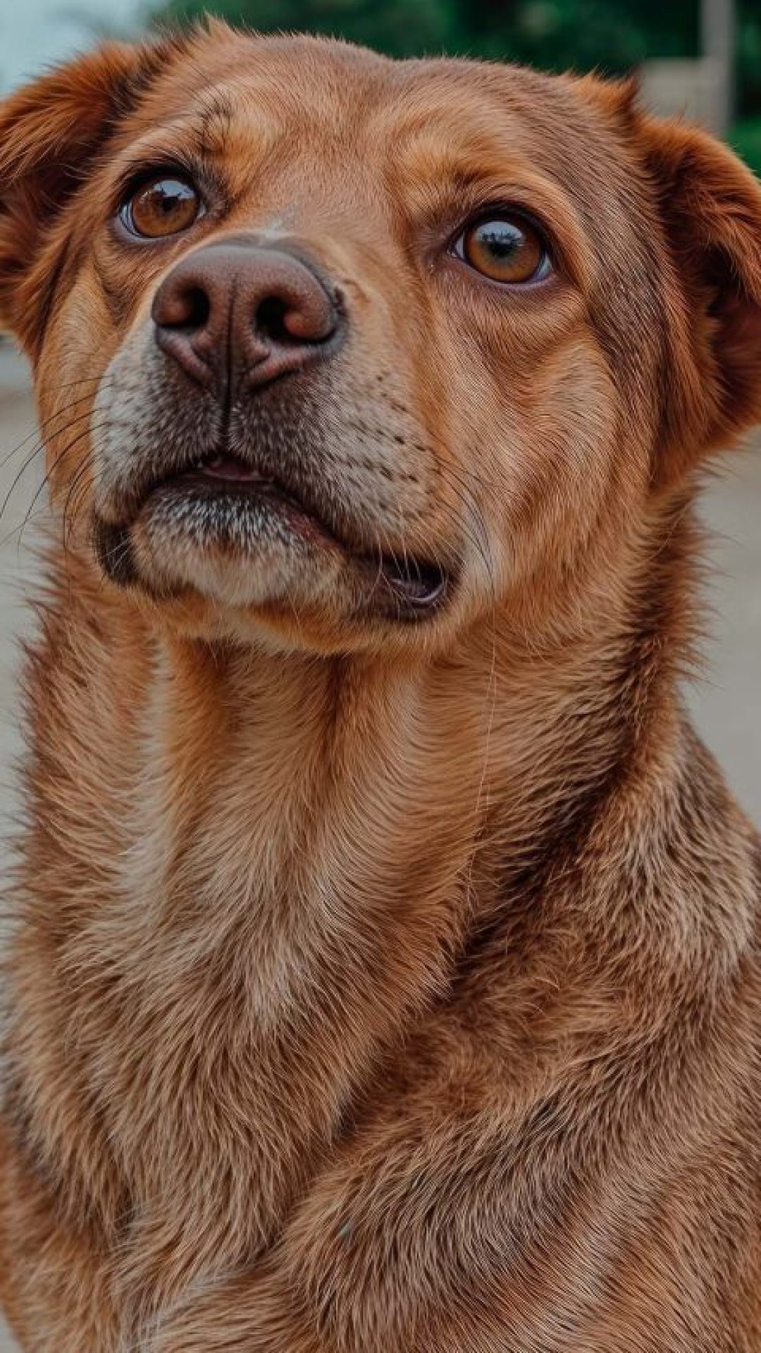 Vira-latas são mais resistentes? Nem sempre. Cuidar é essencial!