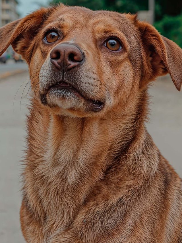 Vira-latas são mais resistentes? Nem sempre. Cuidar é essencial!
