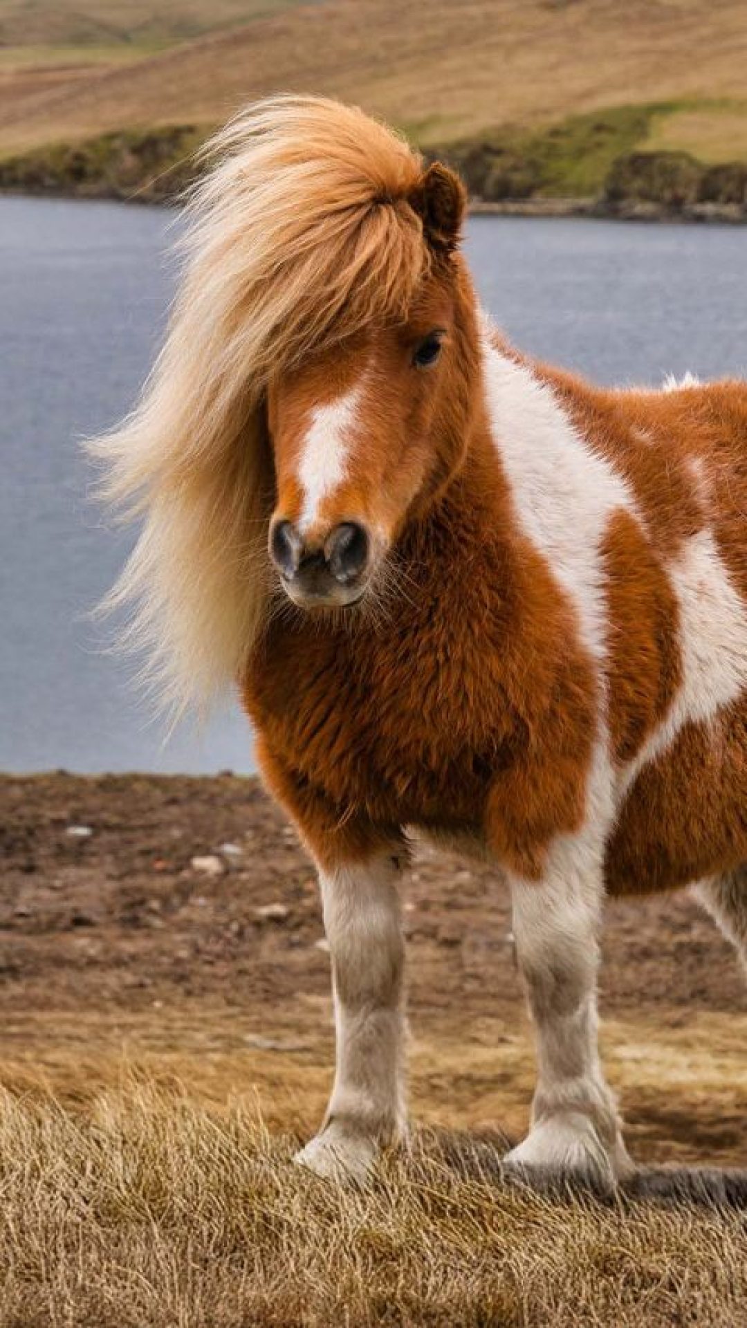 Pônei como pet? Confira o que é preciso saber antes de adotar a ideia