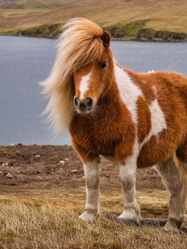 Pônei como pet? Confira o que é preciso saber antes de adotar a ideia