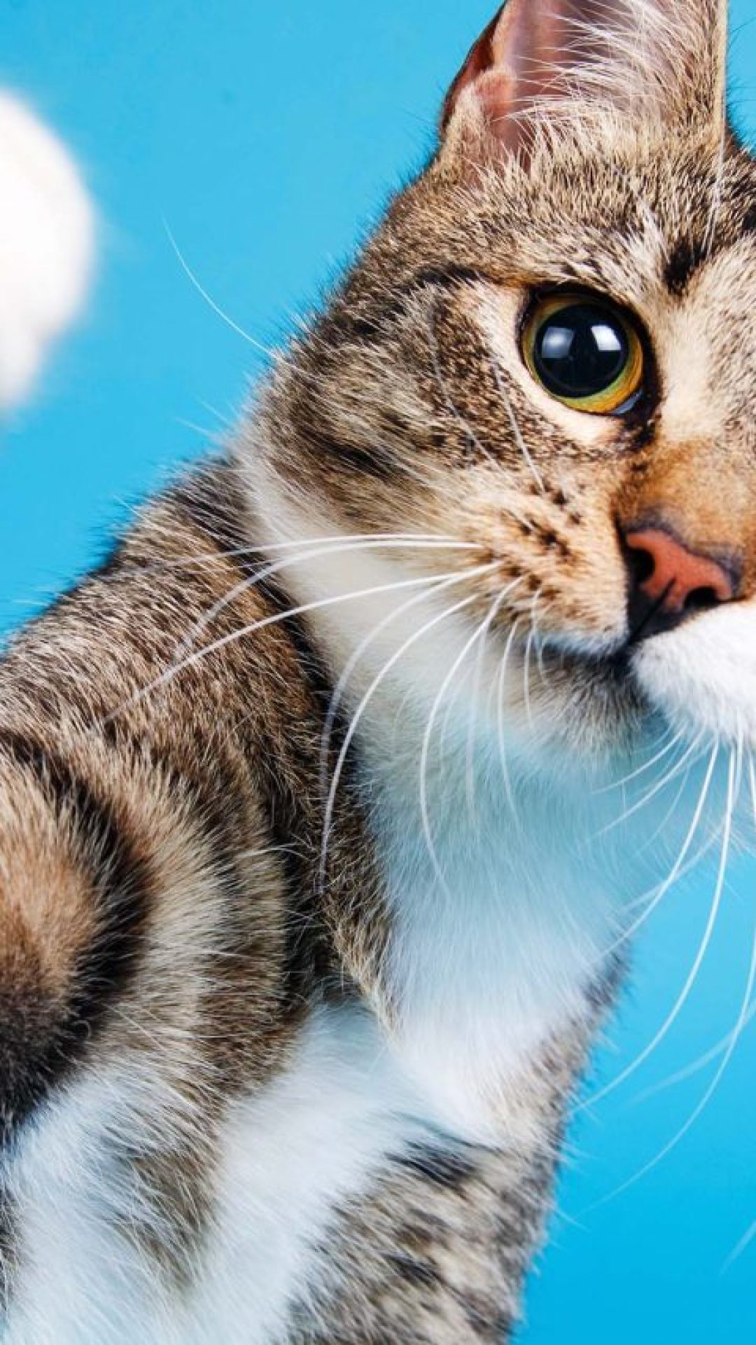 Seu gato está saudável? Previna 3 doenças silenciosas