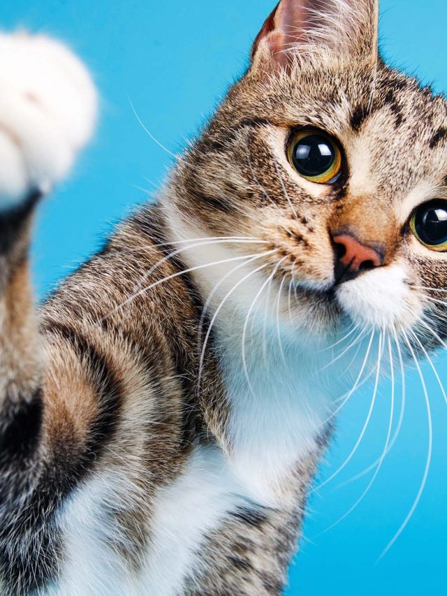 Seu gato está saudável? Previna 3 doenças silenciosas