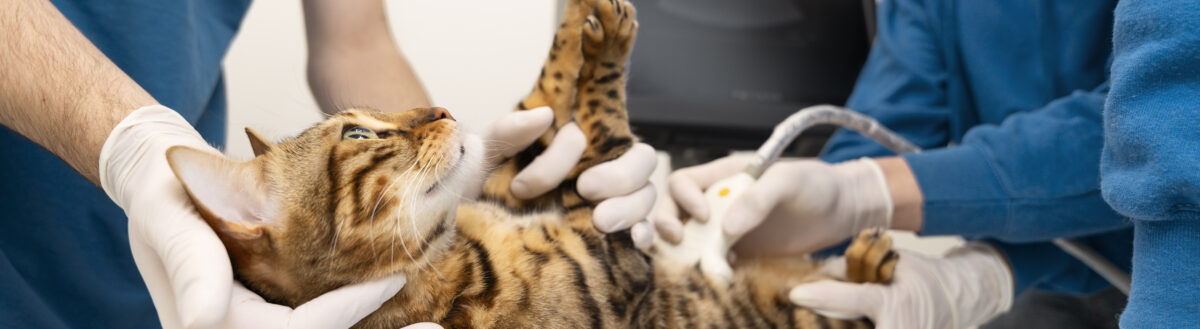 Mutirão de Castração: Entre boas intenções e falhas graves