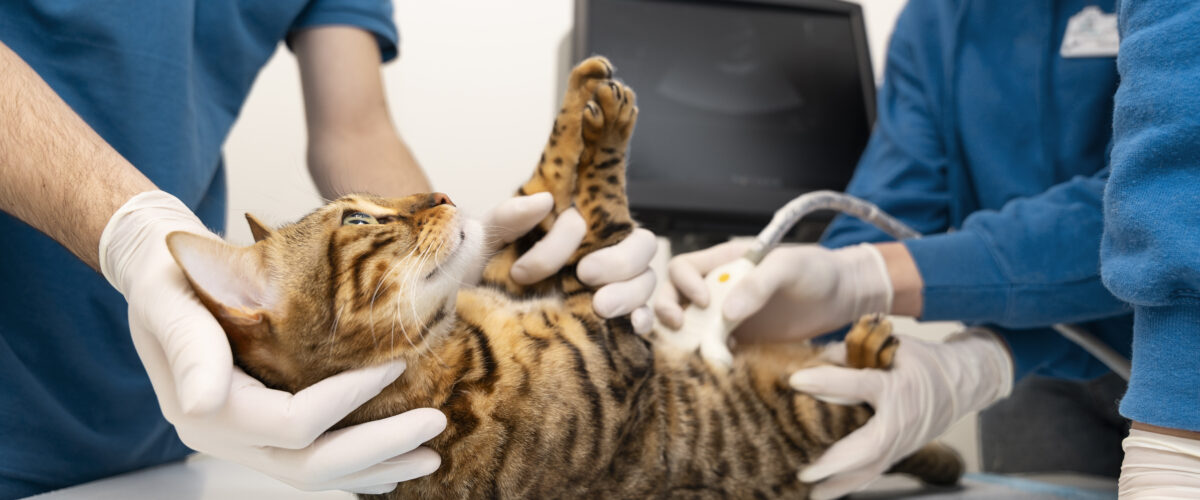 Mutirão de Castração: Entre boas intenções e falhas graves