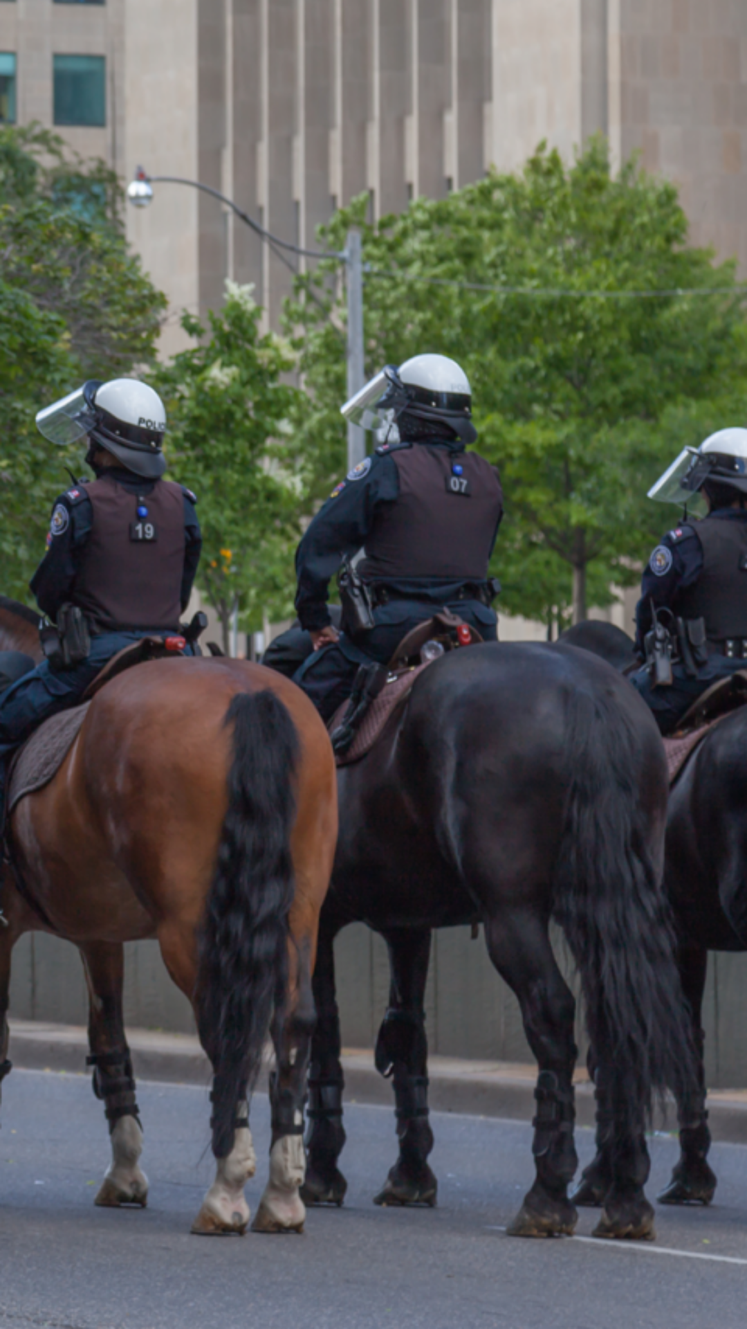 Já conhece o trabalho da cavalaria da Polícia Militar?