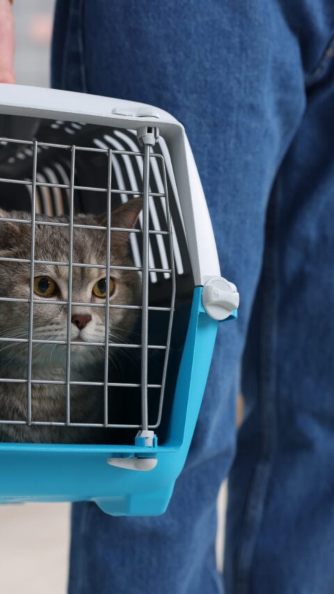 Viagem com os pets exige planejamento veterinário