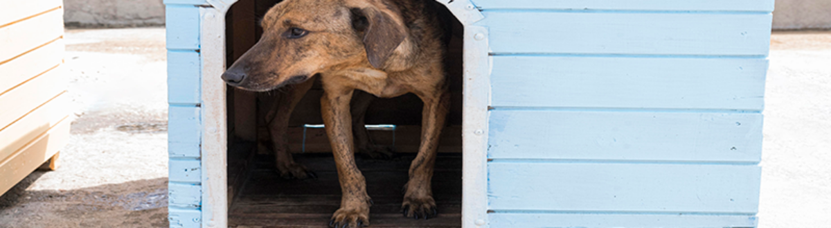 Animais comunitários e Uma Só Saúde na responsabilidade coletiva
