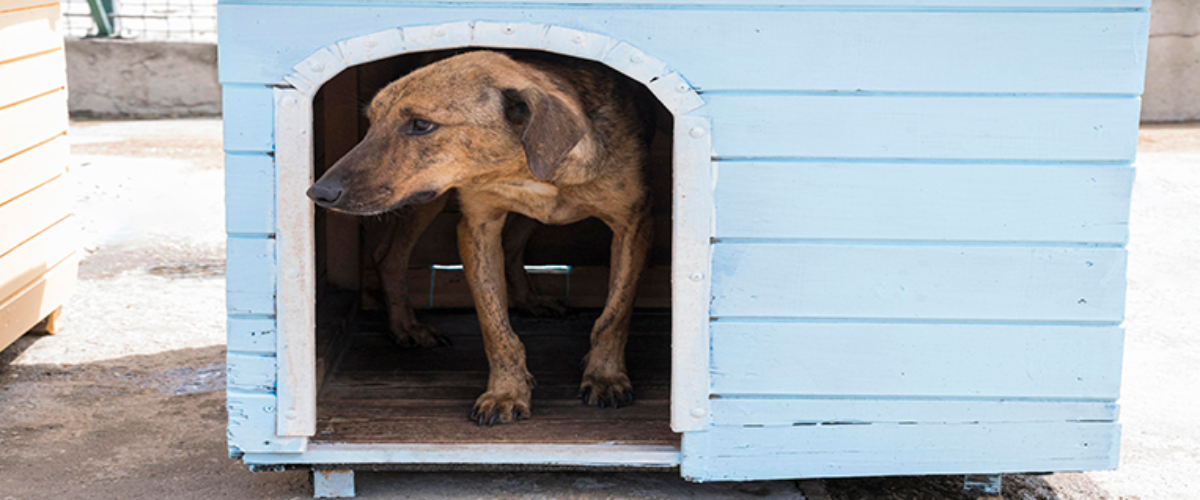 Animais comunitários e Uma Só Saúde na responsabilidade coletiva
