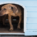 Animais comunitários e Uma Só Saúde na responsabilidade coletiva