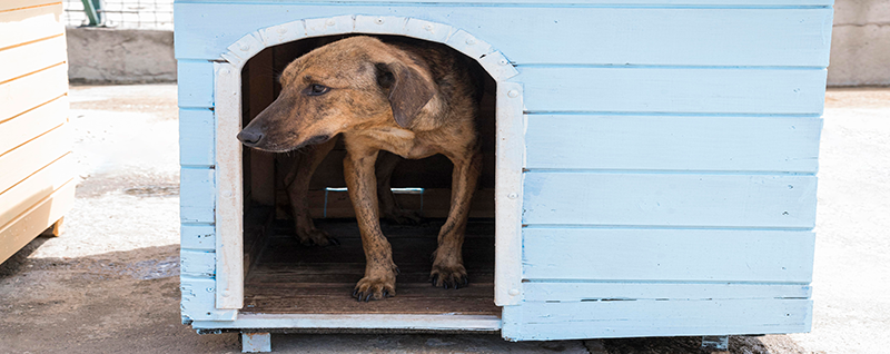 Cão sem raça definida dentro de uma casinha de madeira comunitária em ambiente urbano.