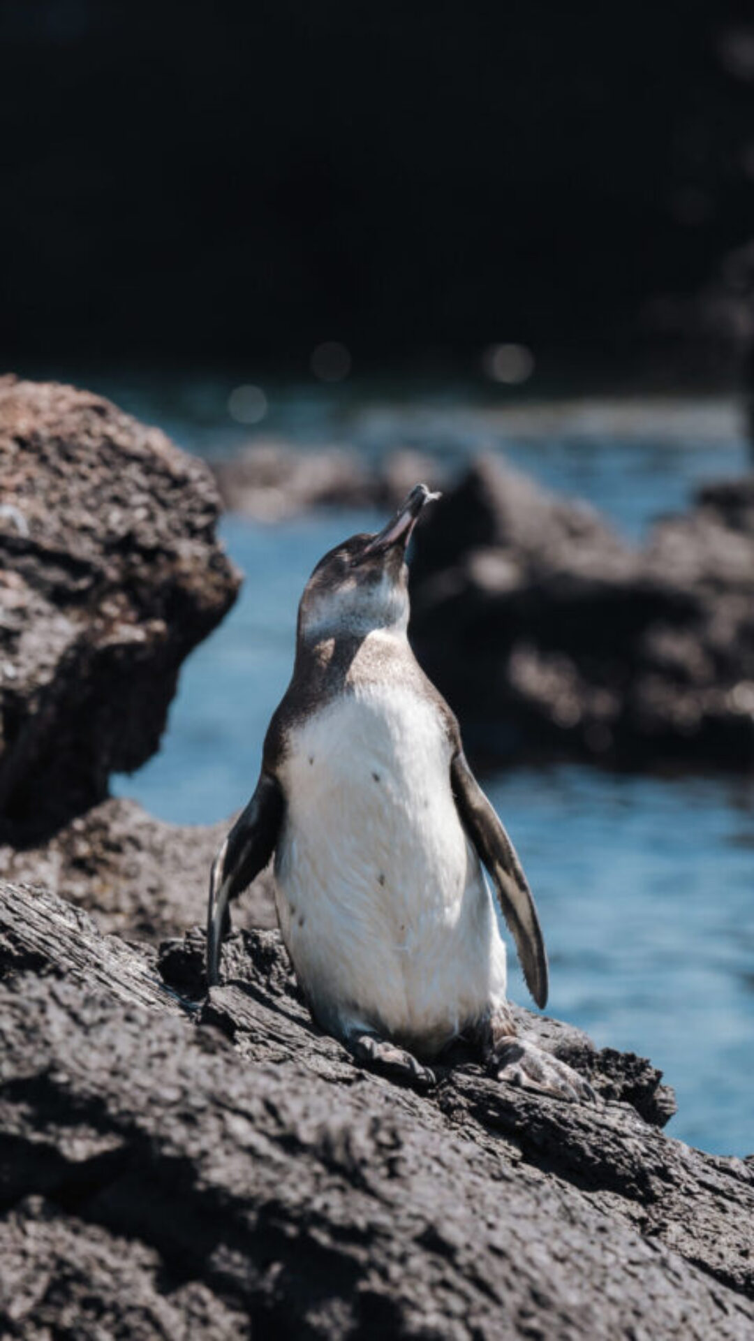 Saiba mais sobre o universo dos pinguins